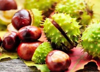 معجزه شاه بلوط در سلامت عروق معجزه شاه بلوط در سلامت عروق